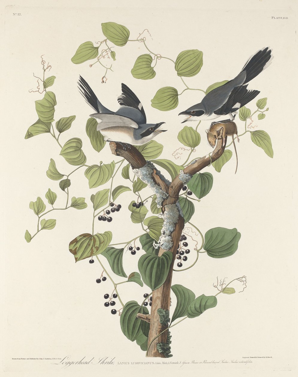 ťuhýk obecný od Robert Havell after John James Audubon