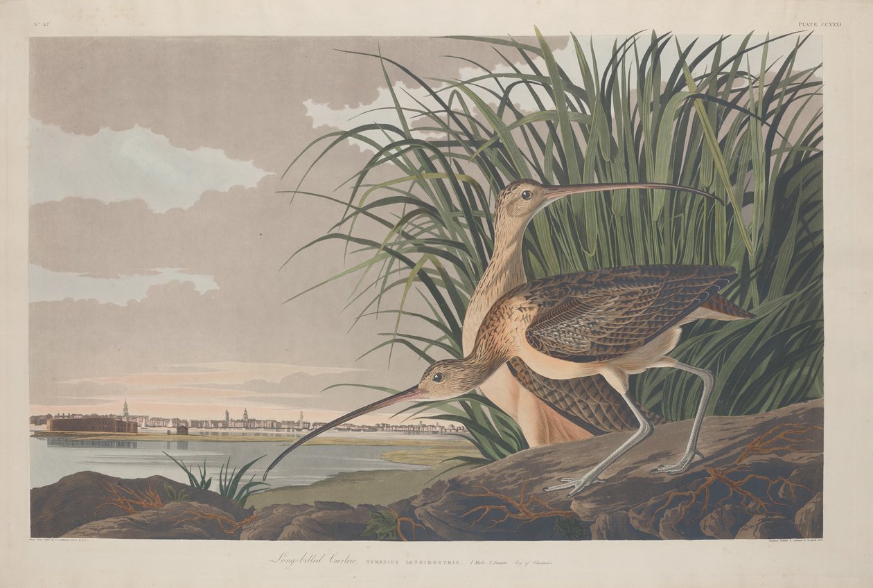 Curlew dlouhozobý od Robert Havell after John James Audubon