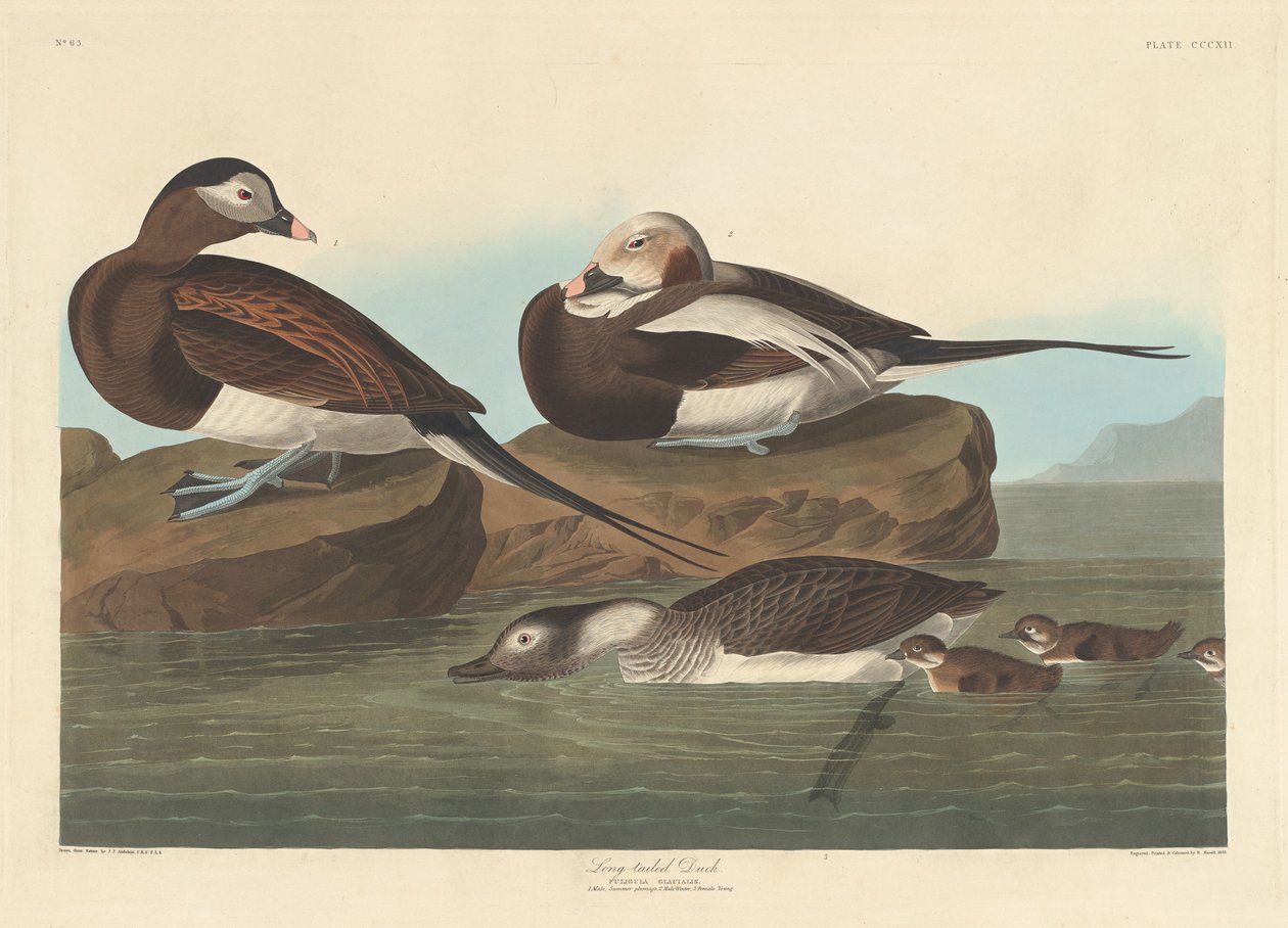 Dlouhoocasá kachna od Robert Havell after John James Audubon