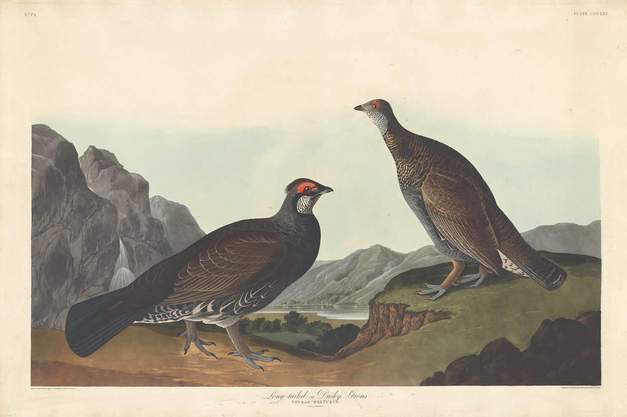Dlouhoocasý nebo Dusky Grous od Robert Havell after John James Audubon