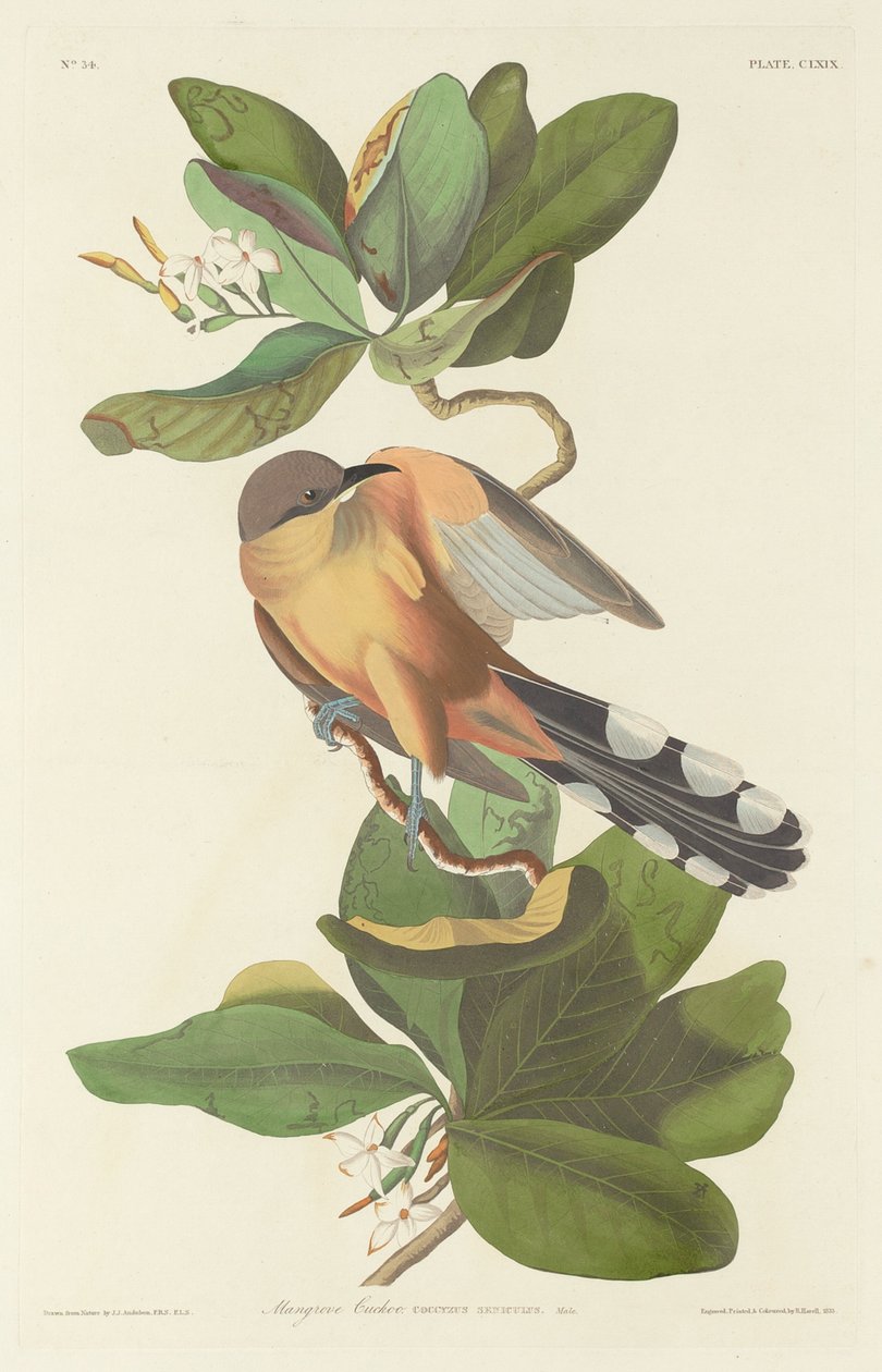 Kukačka mangrovová od Robert Havell after John James Audubon