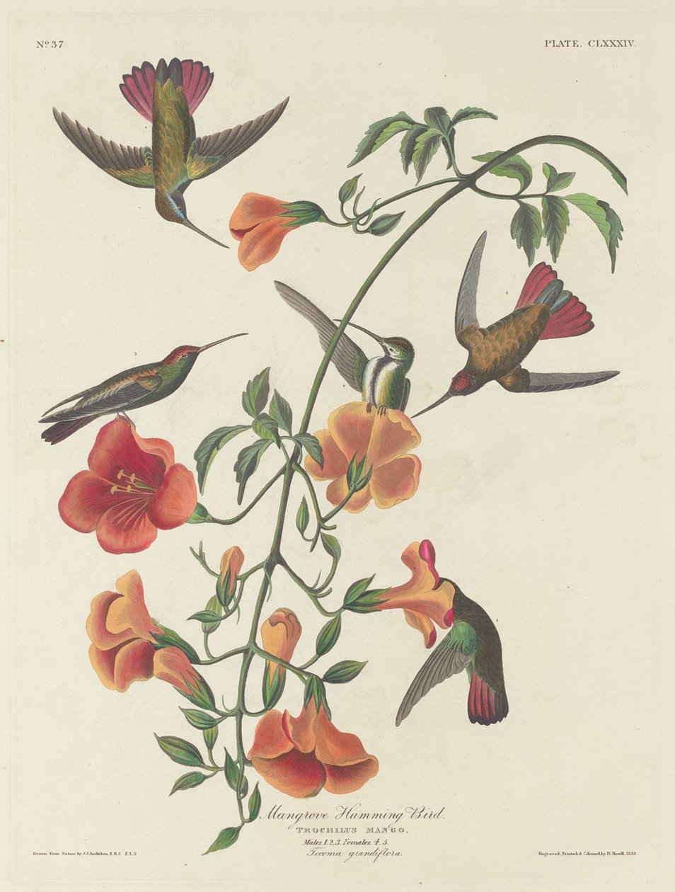 Kolibřík mangrovový od Robert Havell after John James Audubon