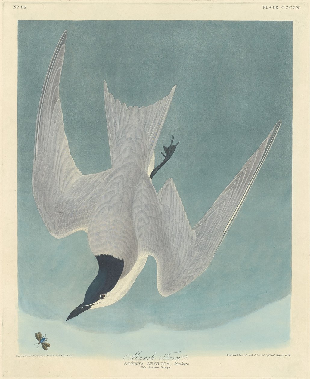 Rybák bahenní od Robert Havell after John James Audubon