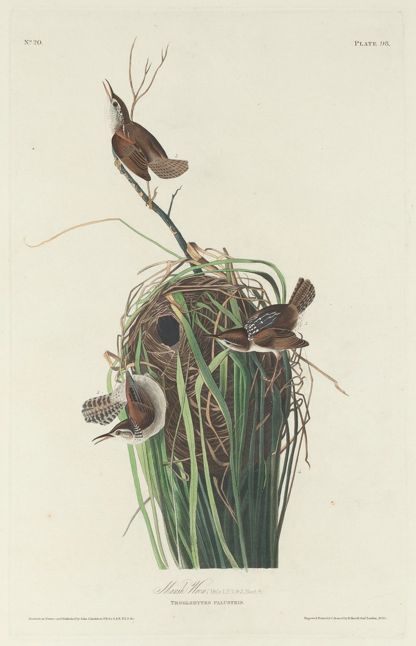 Marsh Wren od Robert Havell after John James Audubon
