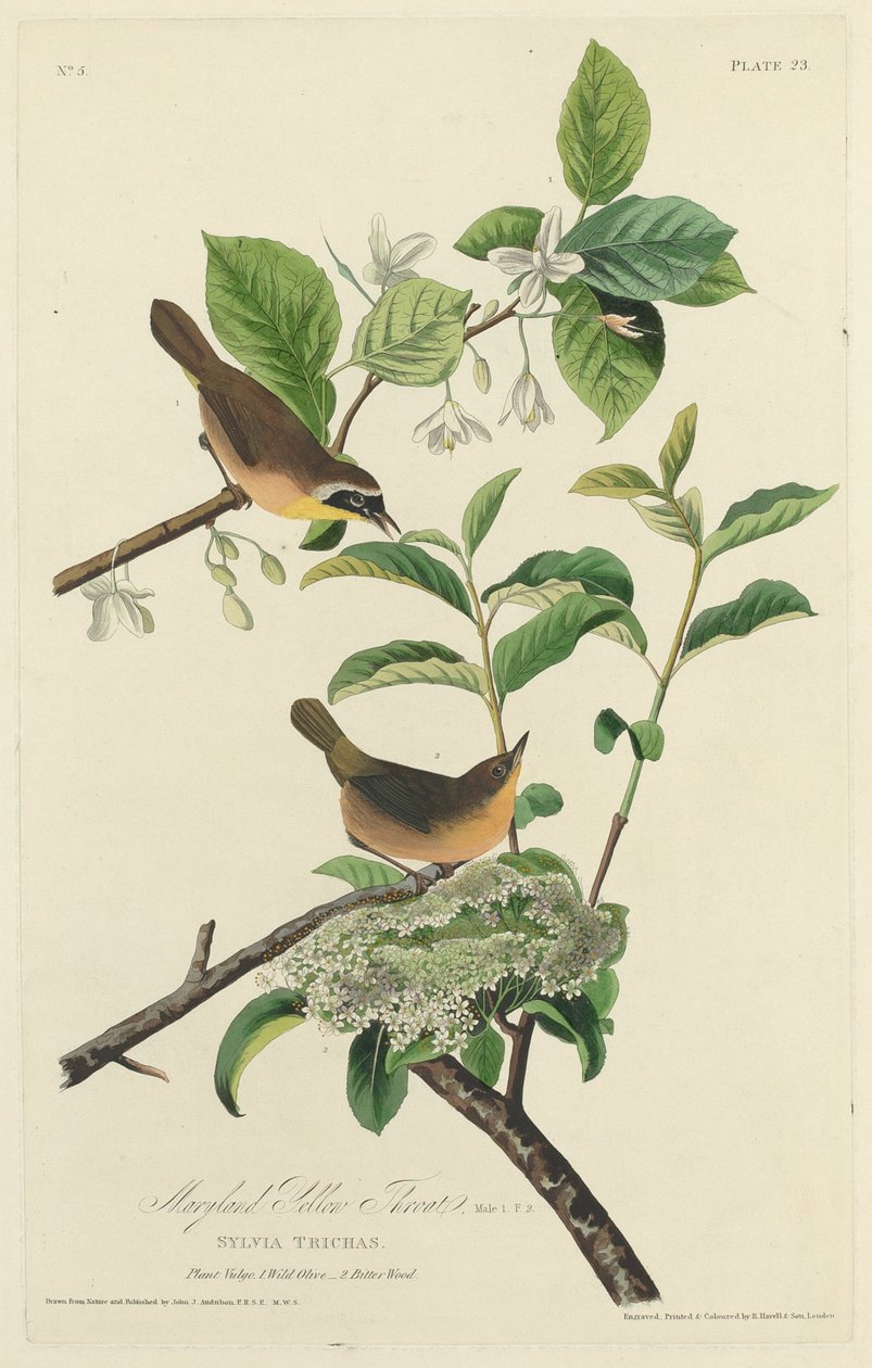 Marylandské žluté hrdlo od Robert Havell after John James Audubon