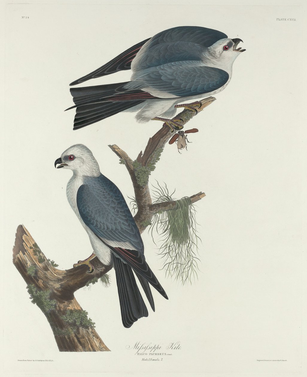 Mississippi Kite od Robert Havell after John James Audubon