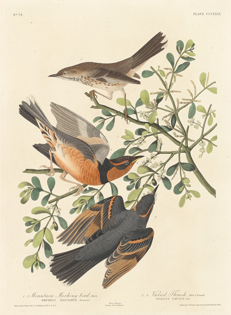 Mountain Mocking-bird a Varied Thrush od Robert Havell after John James Audubon