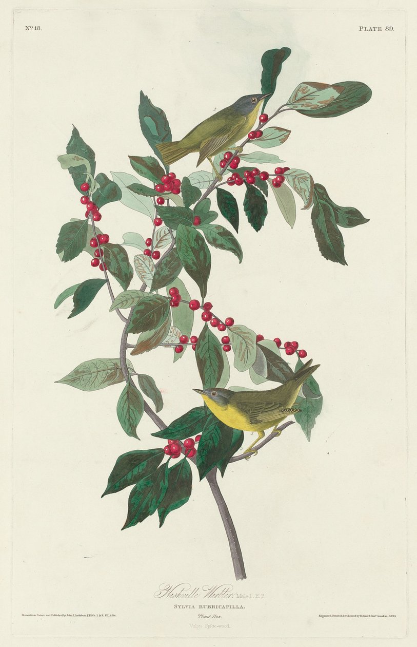 Nashvillský pěnice od Robert Havell after John James Audubon