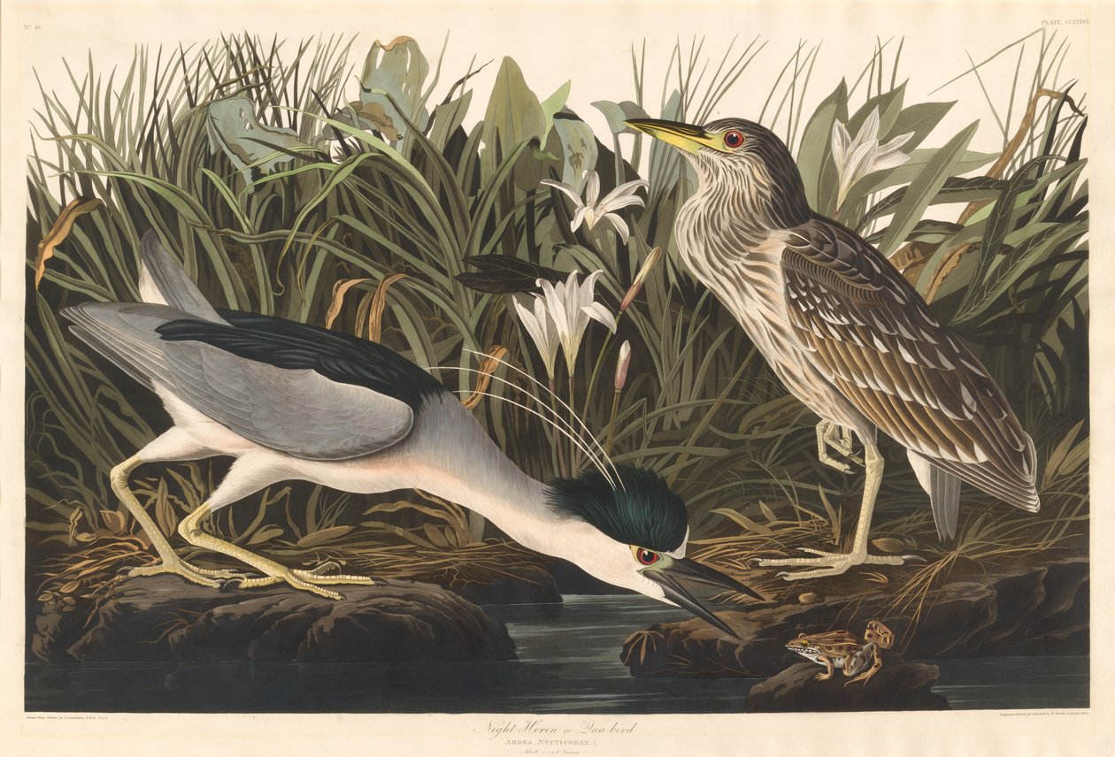 Volavka noční nebo pták Qua od Robert Havell after John James Audubon