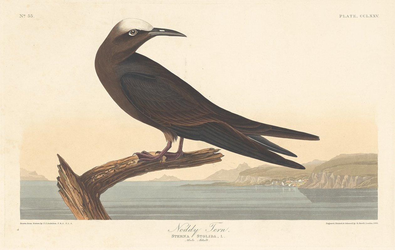 Přikývl Tern od Robert Havell after John James Audubon