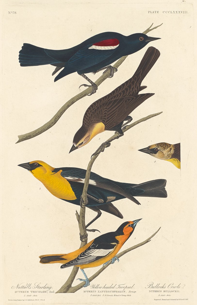 Nuttallův špaček, žlutohlavý voják a žluva Bullockova od Robert Havell after John James Audubon
