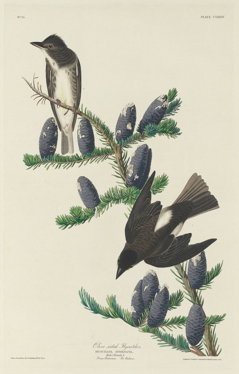 Mucholapka olivová od Robert Havell after John James Audubon