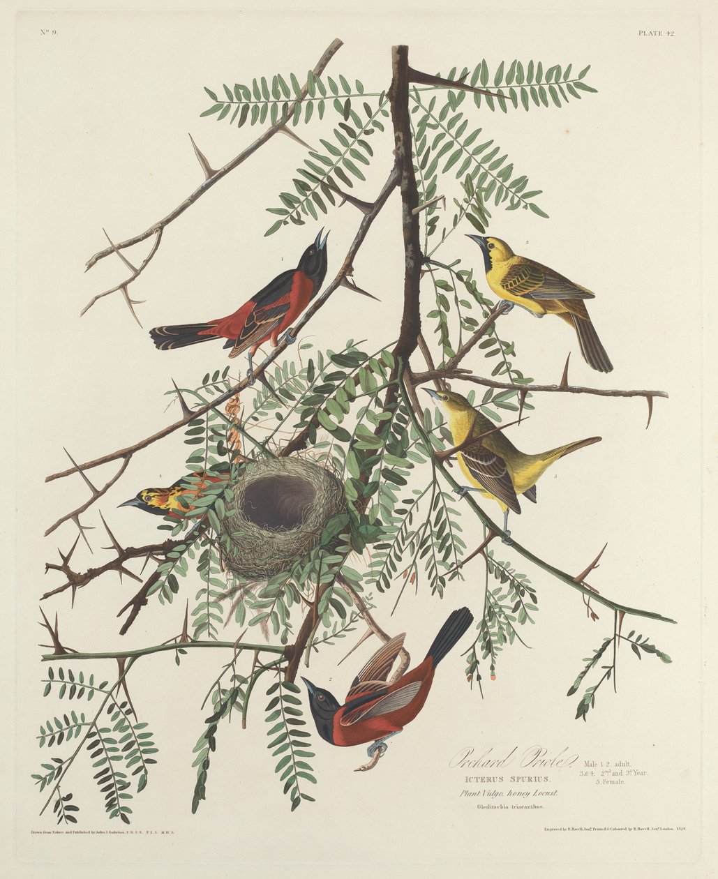 Orchard Oriole od Robert Havell after John James Audubon