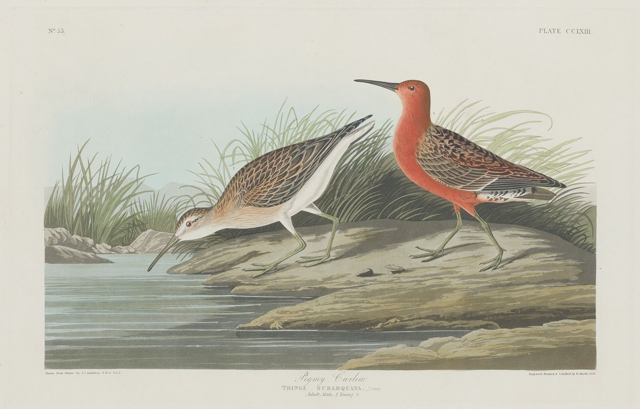 Pigmy Curlew od Robert Havell after John James Audubon