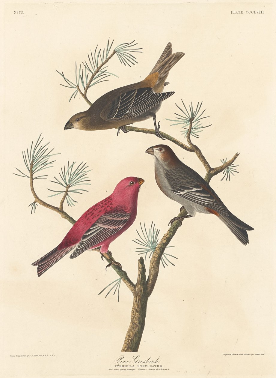 Pine Grosbeak od Robert Havell after John James Audubon