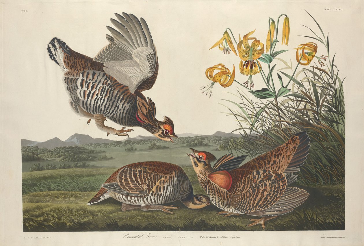 Tetřev zpeřený od Robert Havell after John James Audubon