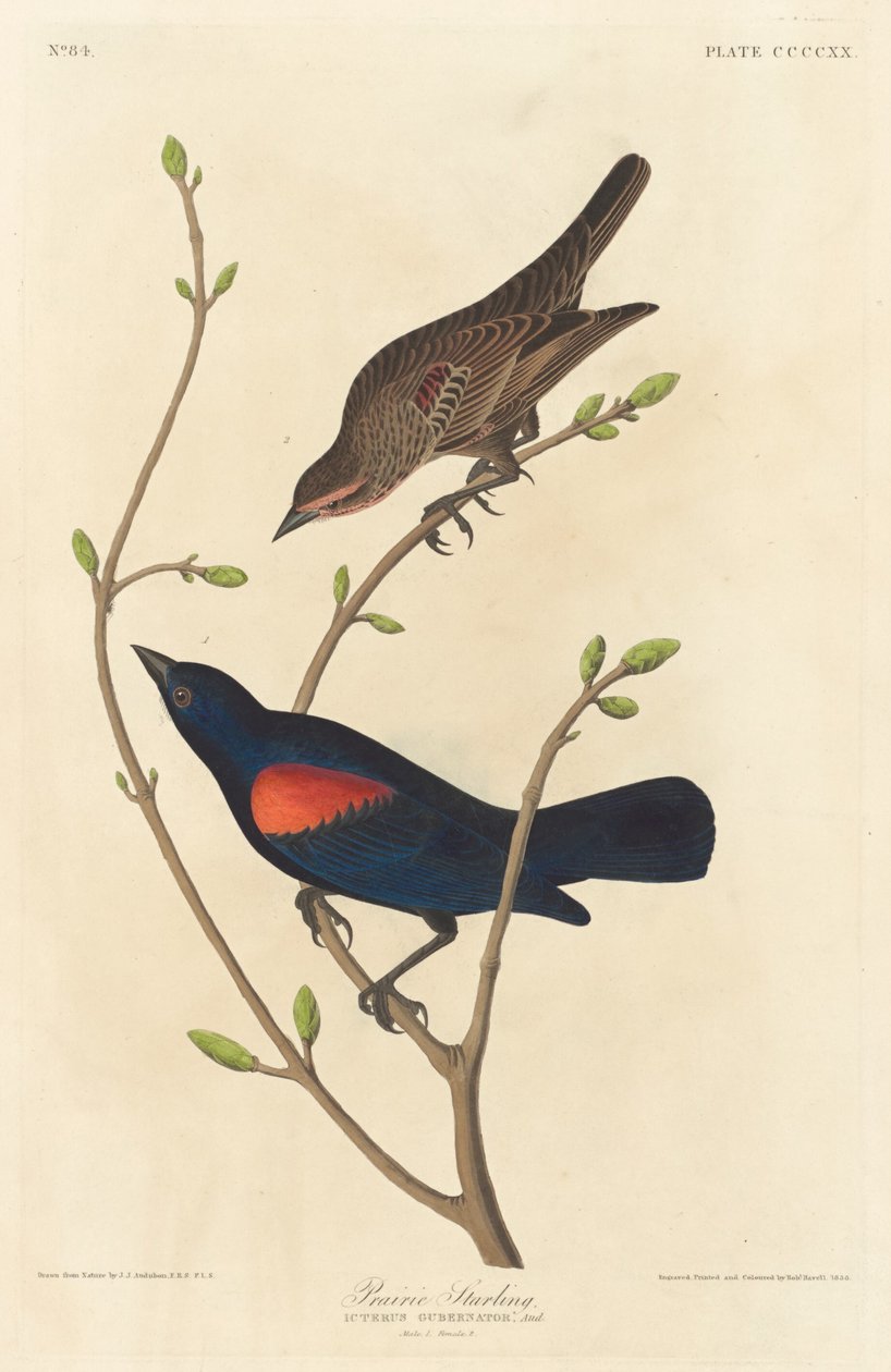 Špaček prérijní od Robert Havell after John James Audubon