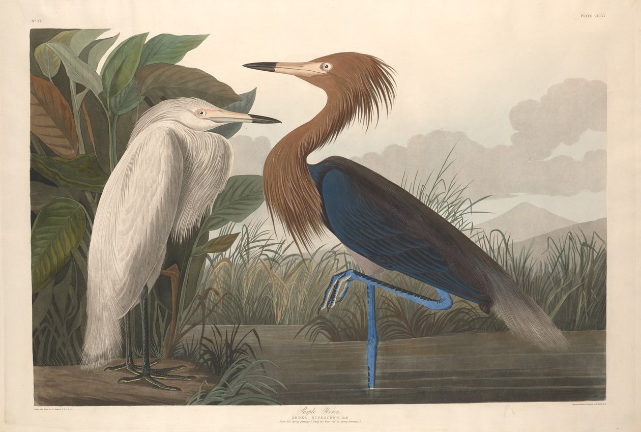 Volavka fialová od Robert Havell after John James Audubon