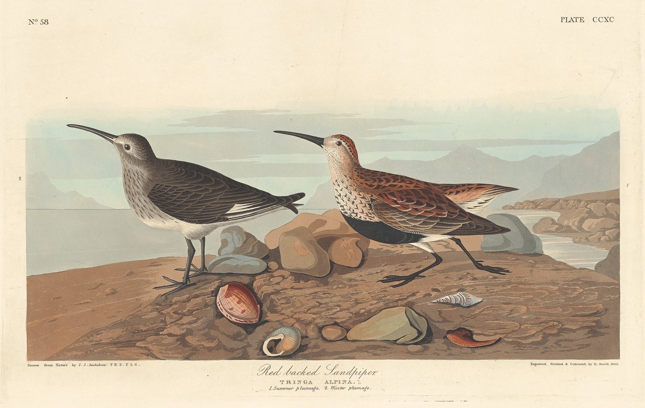 Jespák červenohřbetý od Robert Havell after John James Audubon