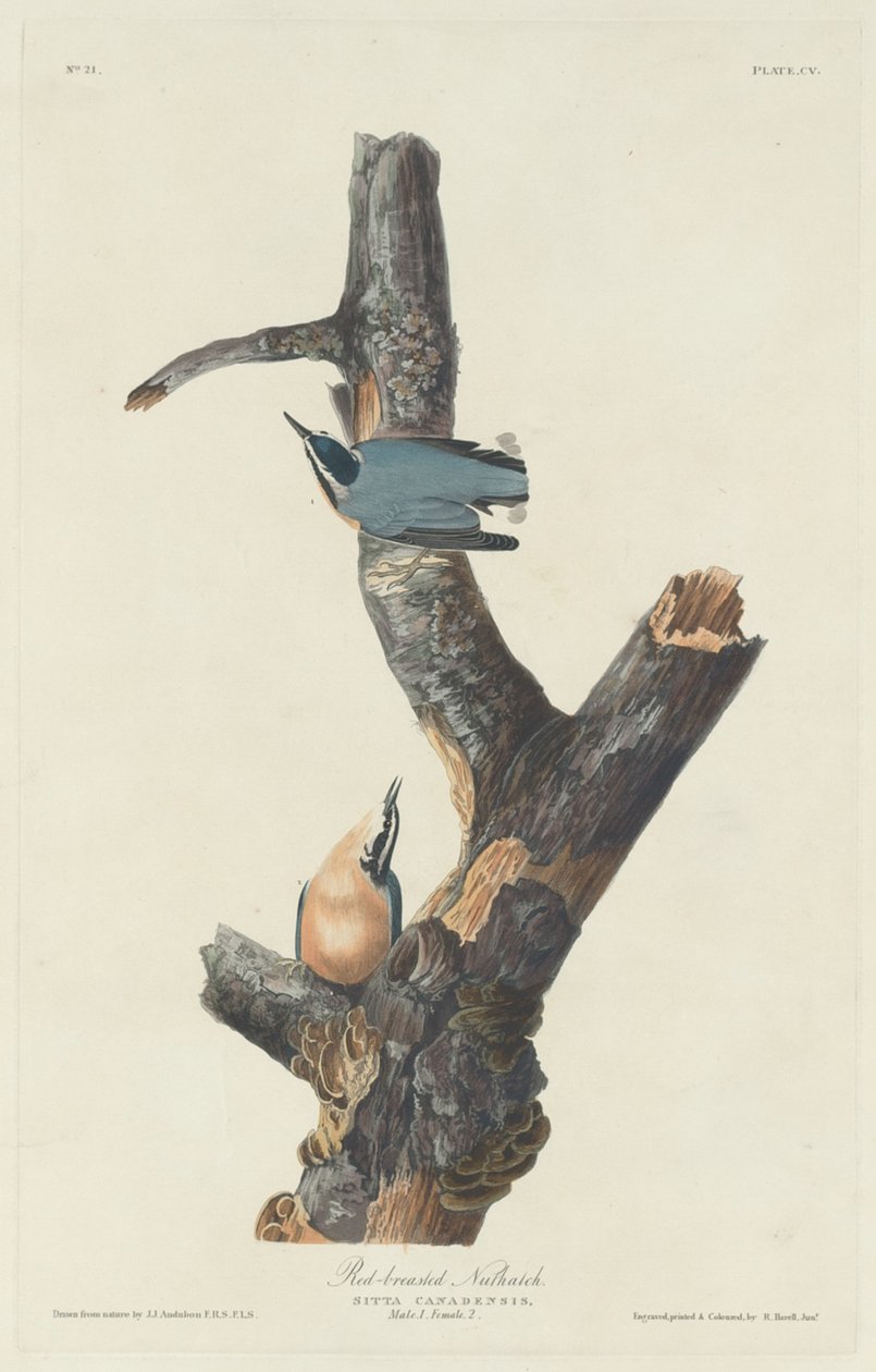 Brhlík rudoprsý od Robert Havell after John James Audubon