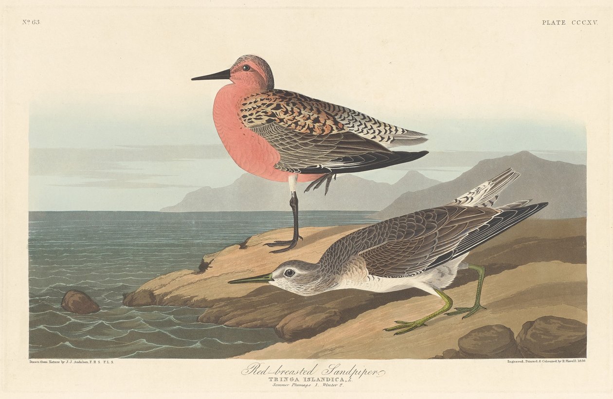 Jespák červenoprsý od Robert Havell after John James Audubon