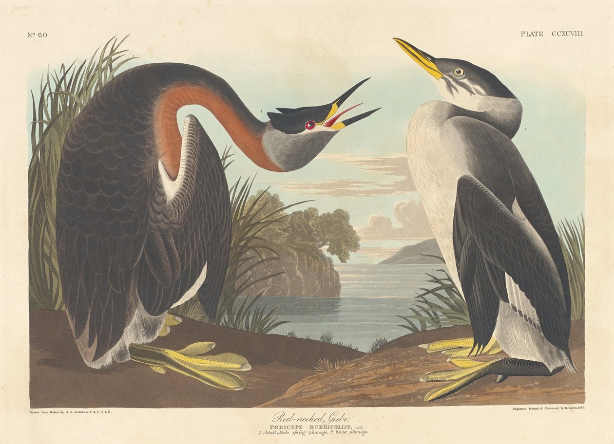 Potápka rudokrká od Robert Havell after John James Audubon