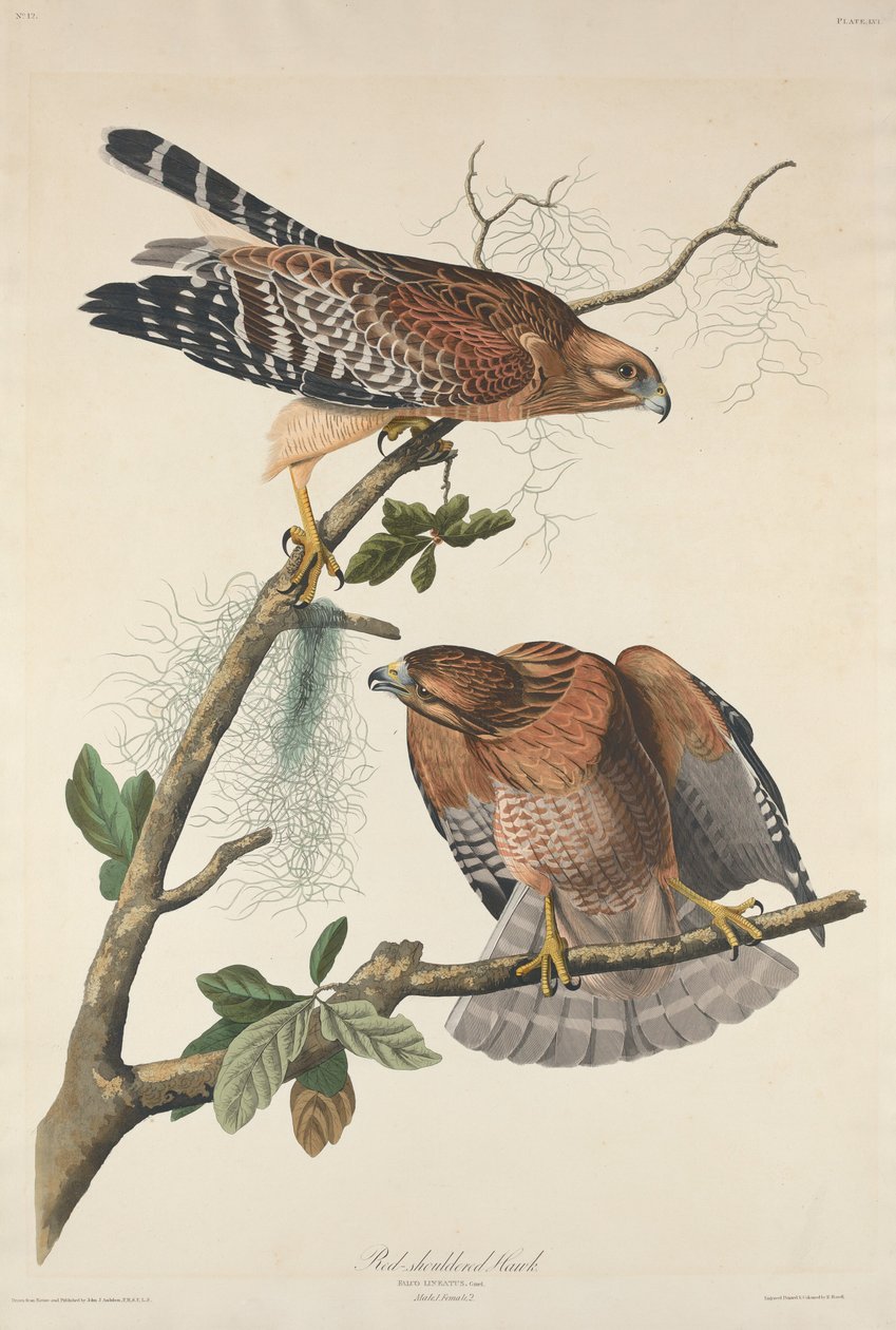 Jestřáb s červenými rameny od Robert Havell after John James Audubon
