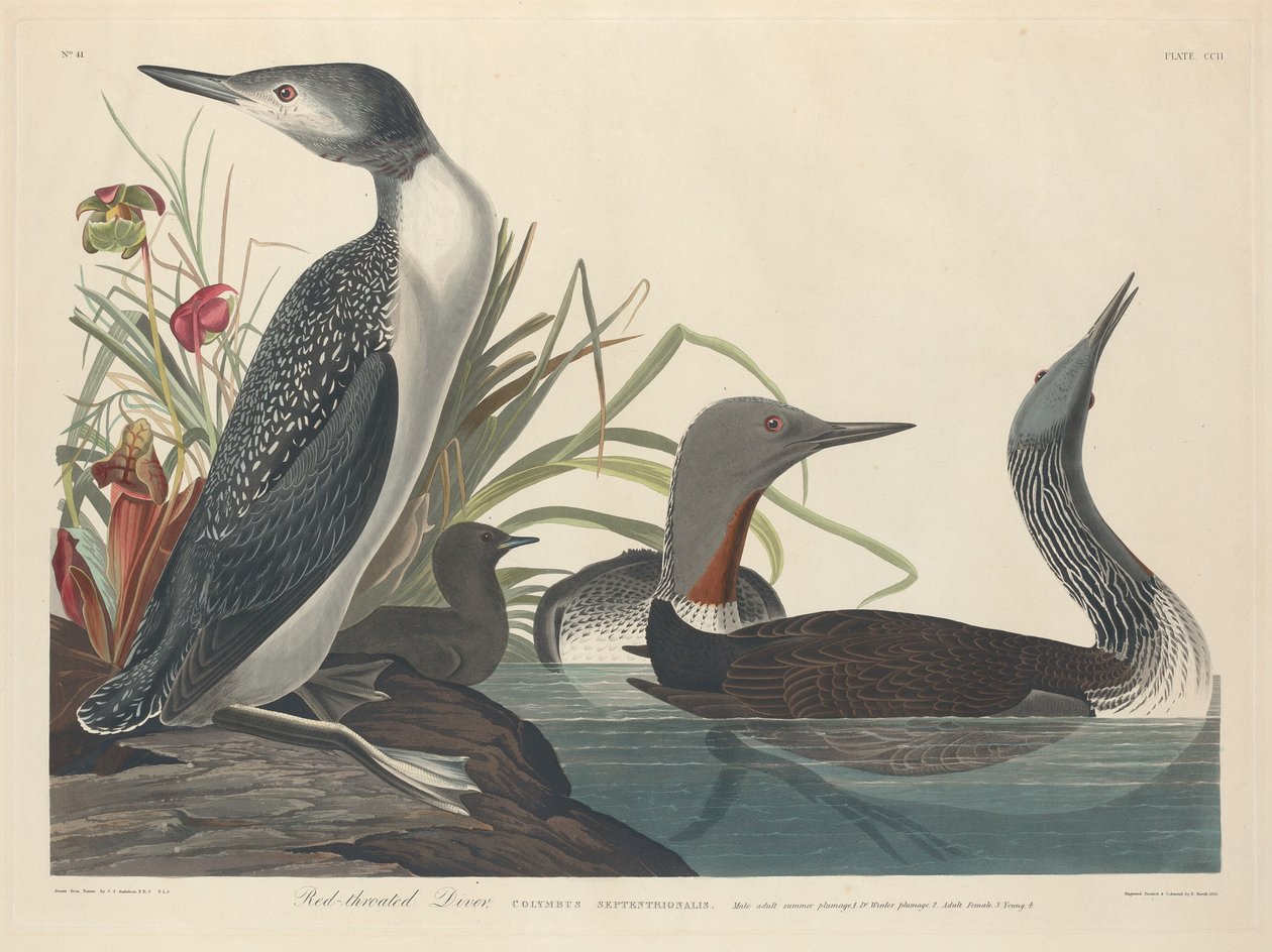 Potápěč červenohrdlý od Robert Havell after John James Audubon