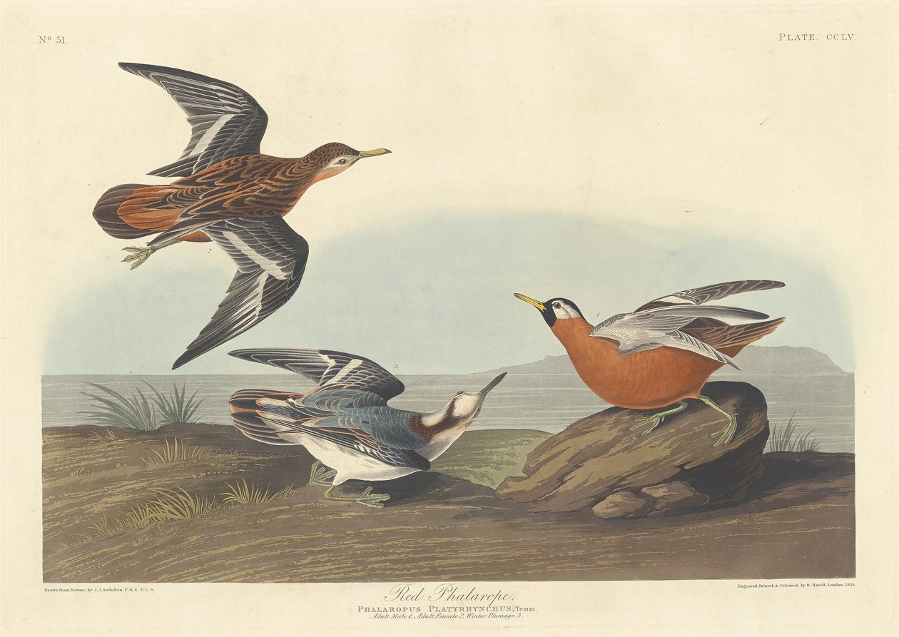Červený phalarope od Robert Havell after John James Audubon