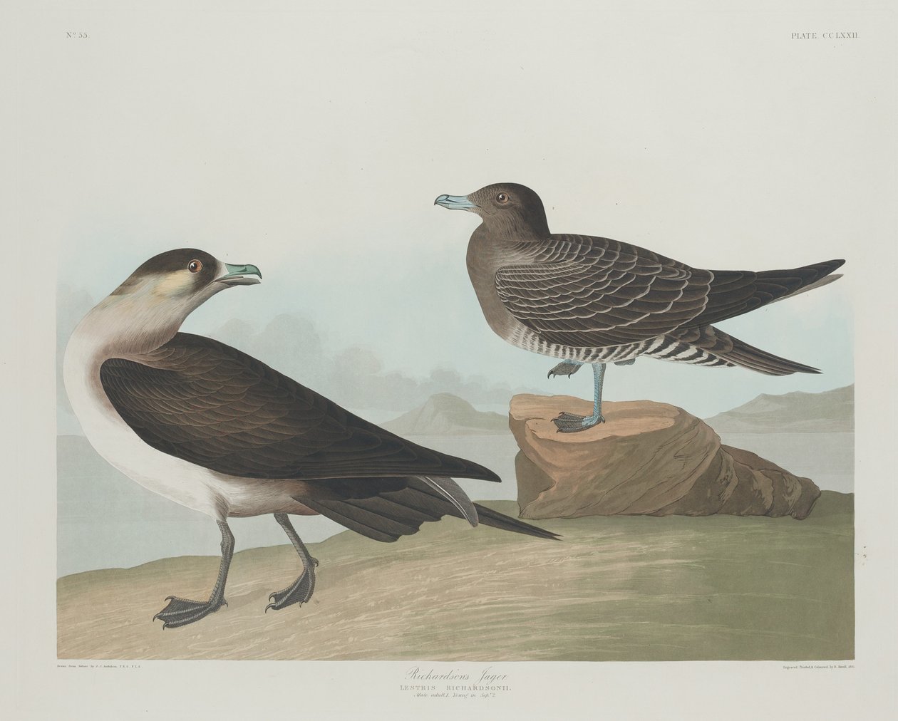 Richardsonův Jager od Robert Havell after John James Audubon