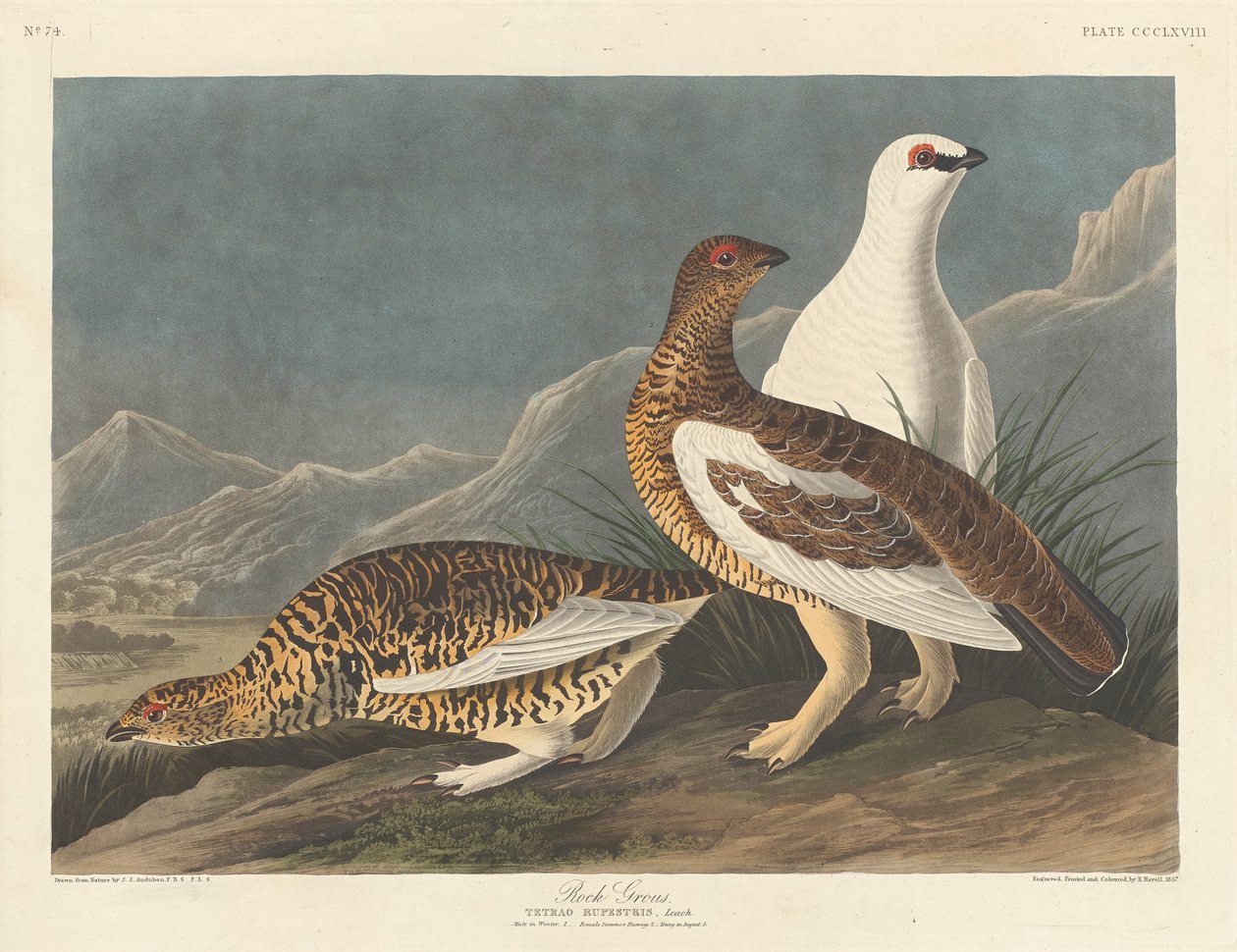 Velký kámen od Robert Havell after John James Audubon