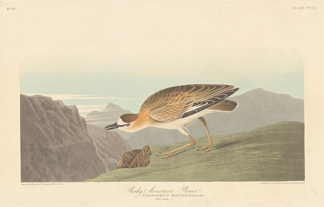 Kulík skalnatý od Robert Havell after John James Audubon