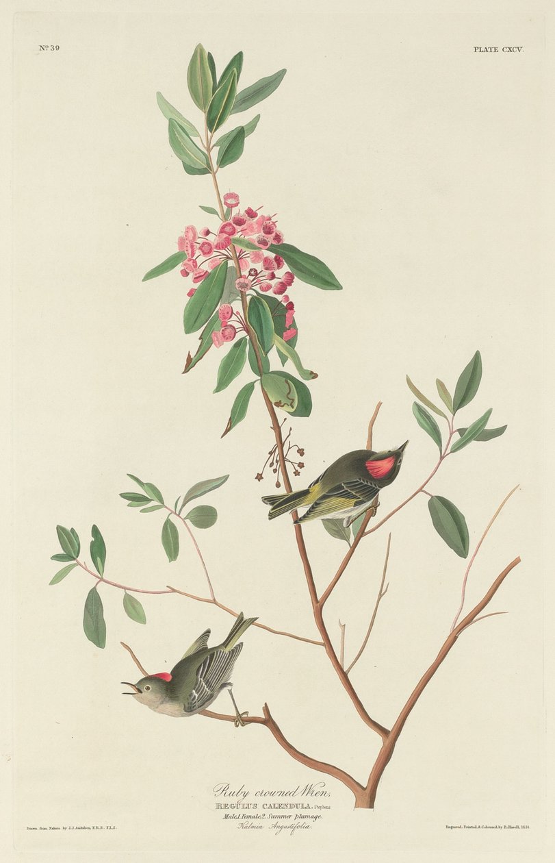 Rubínově korunovaný střízlík od Robert Havell after John James Audubon
