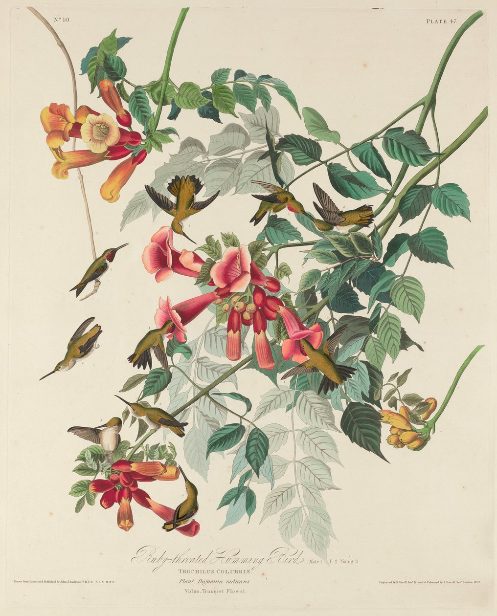 Kolibřík rubínový od Robert Havell after John James Audubon