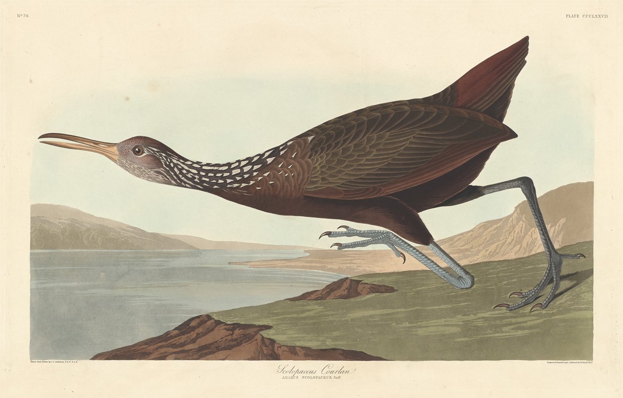Scolopaceus Courlan od Robert Havell after John James Audubon
