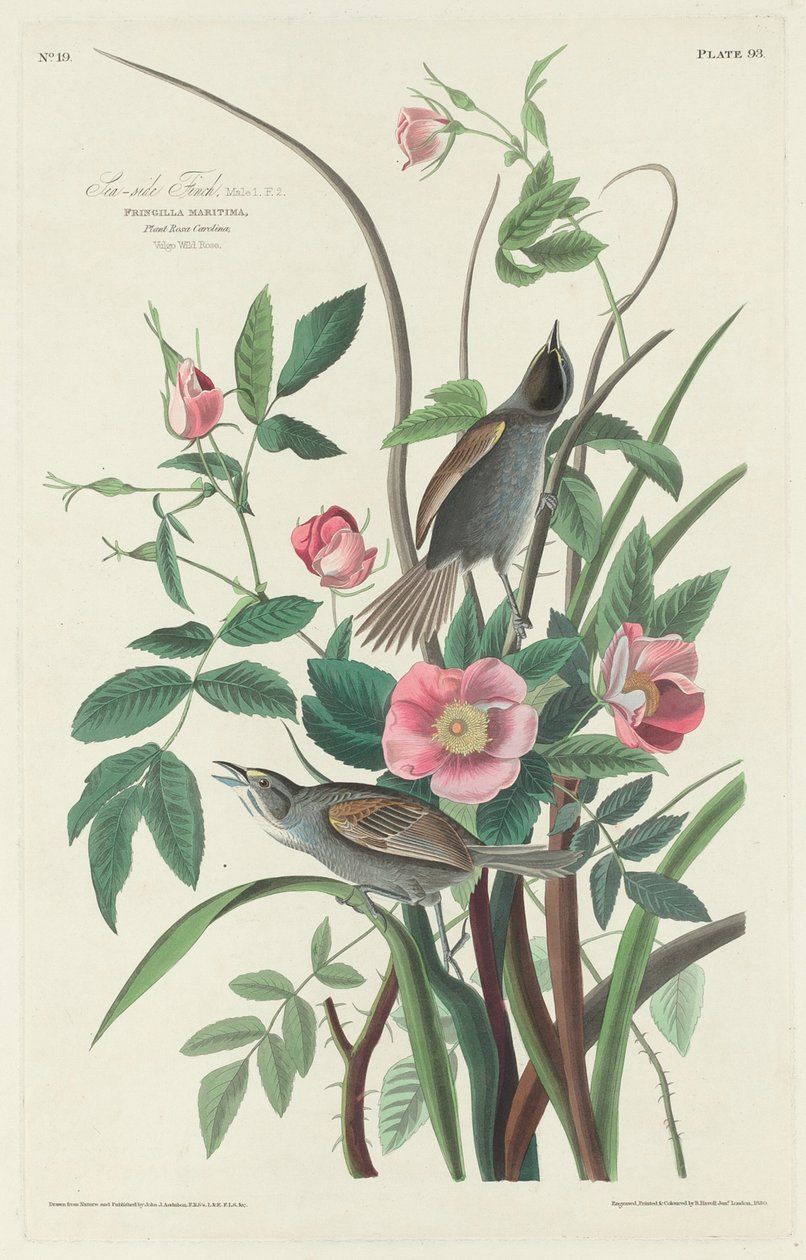 Finch mořská od Robert Havell after John James Audubon