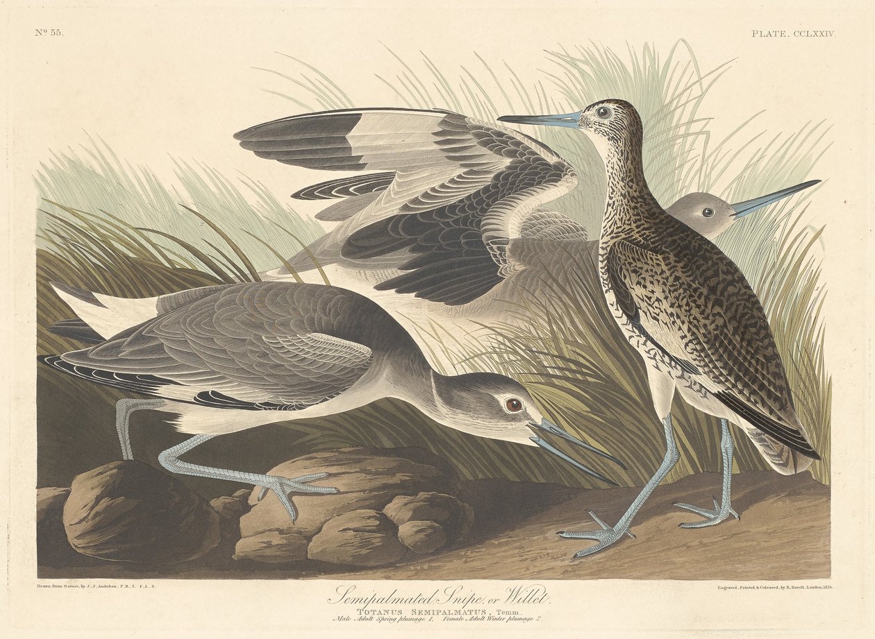 Polopalmovaný Snipe nebo Willet od Robert Havell after John James Audubon