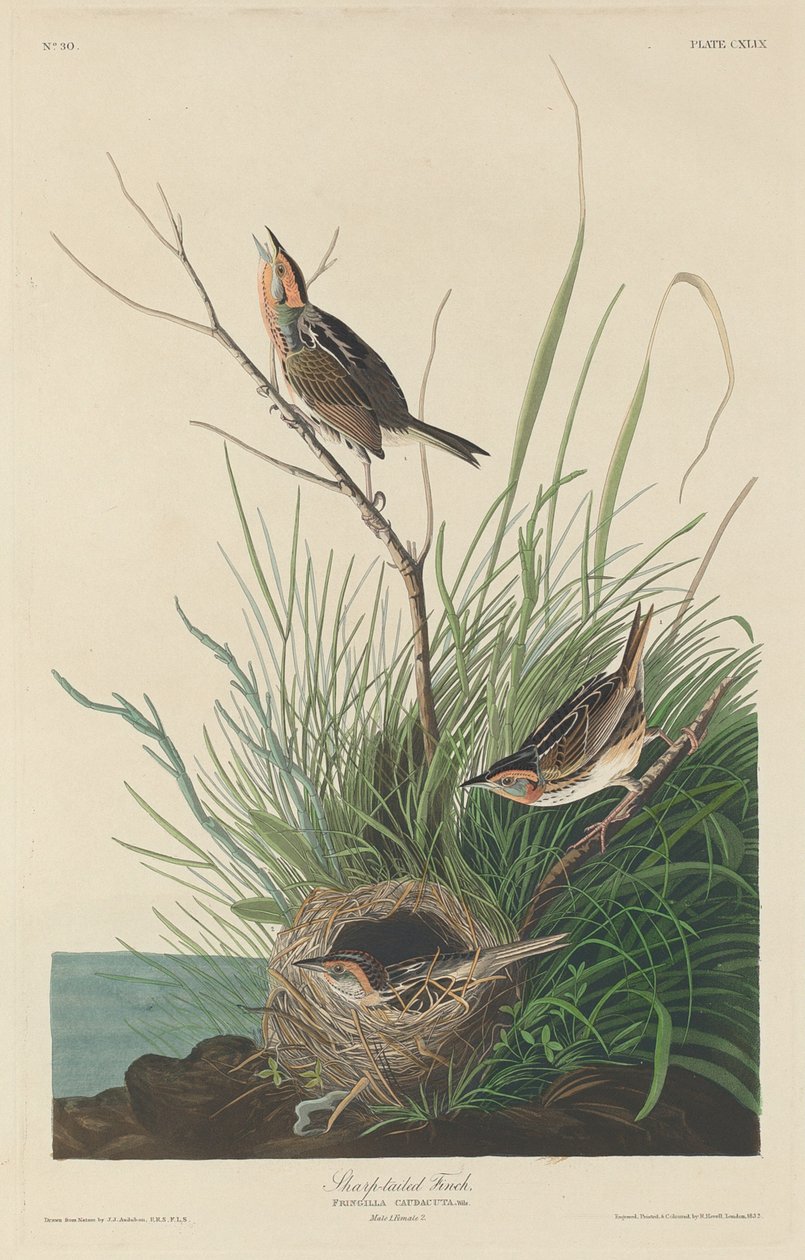 Pěnkava ostroocasá od Robert Havell after John James Audubon