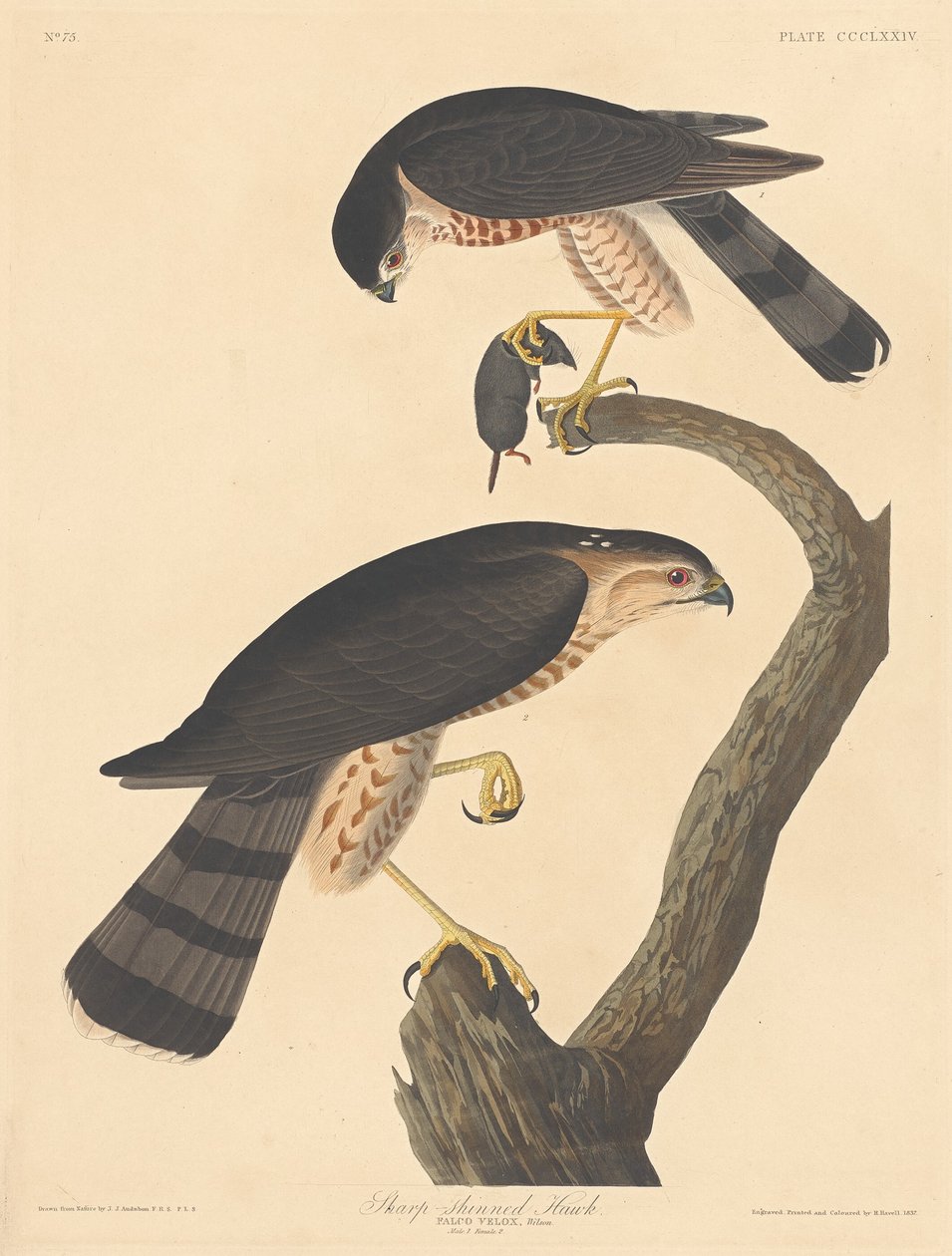 Jestřáb s ostrým leskem od Robert Havell after John James Audubon