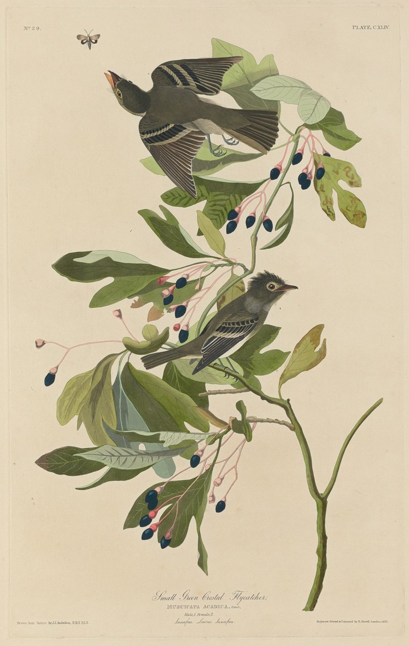 Malý lejsek zelený od Robert Havell after John James Audubon