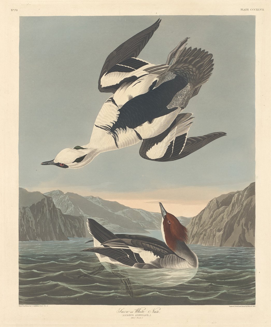Smew nebo White Nun od Robert Havell after John James Audubon