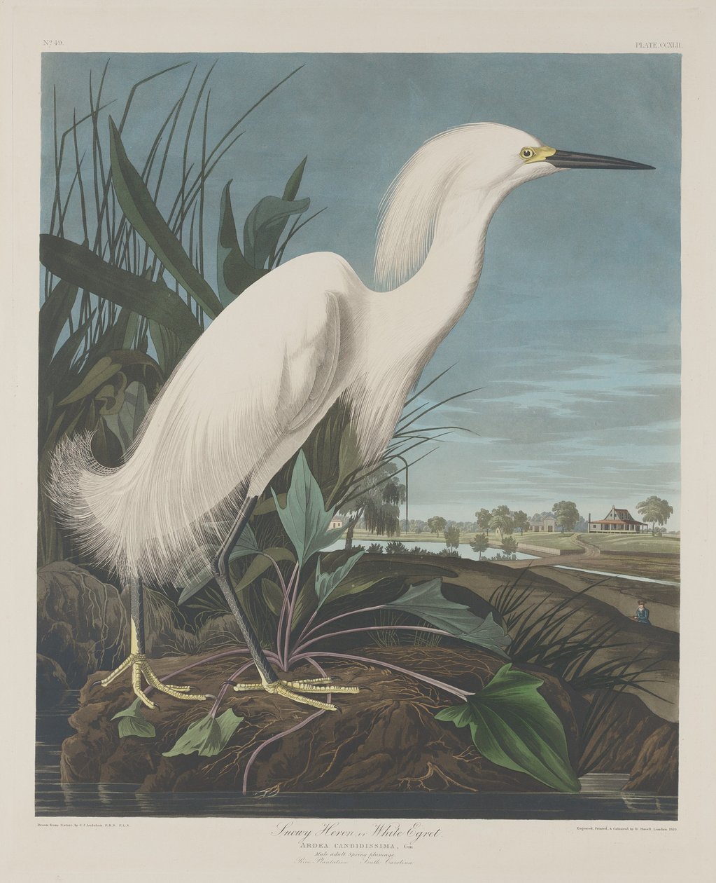 Volavka sněžná nebo volavka bílá od Robert Havell after John James Audubon