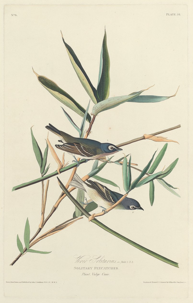 Mucholapka samotářka od Robert Havell after John James Audubon