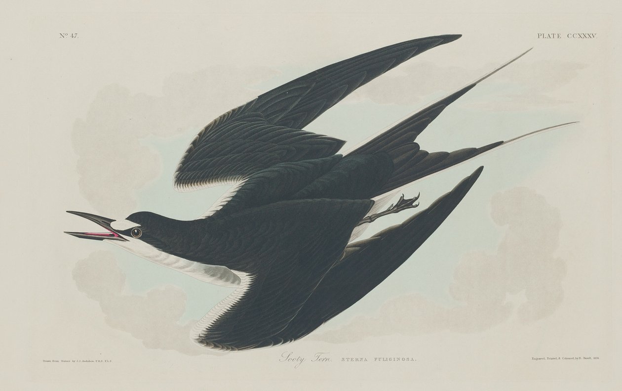 Rybák sazovitý od Robert Havell after John James Audubon