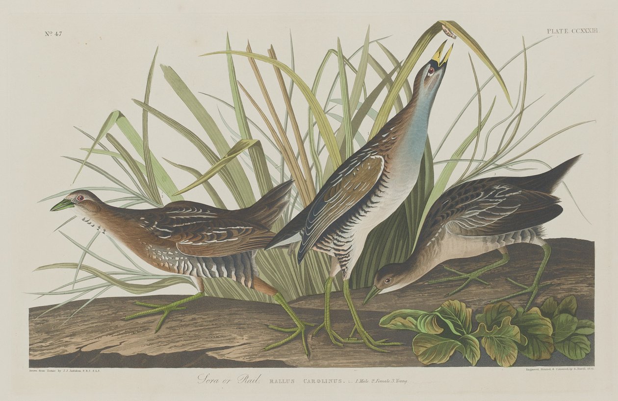 Sora nebo Rail od Robert Havell after John James Audubon
