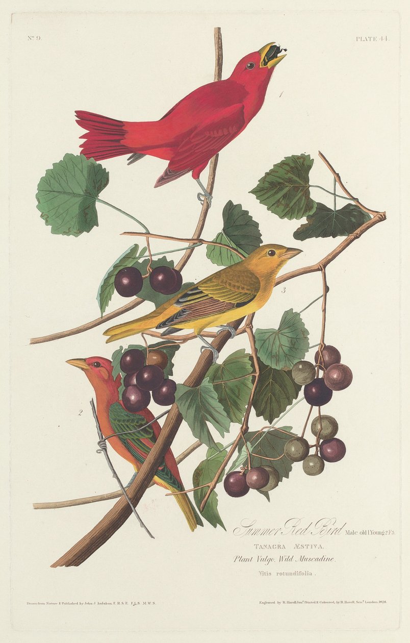 Letní červený pták od Robert Havell after John James Audubon