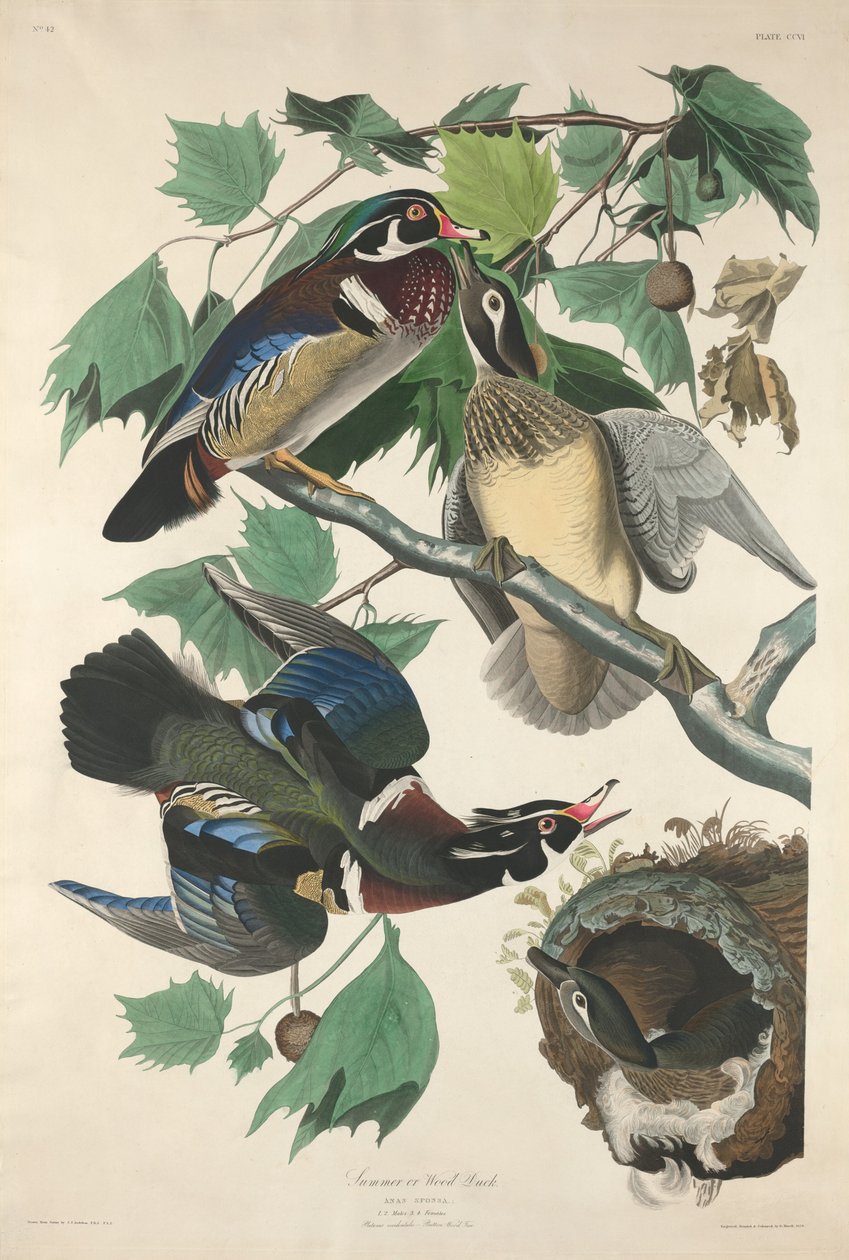 Léto nebo Dřevěná kachna od Robert Havell after John James Audubon