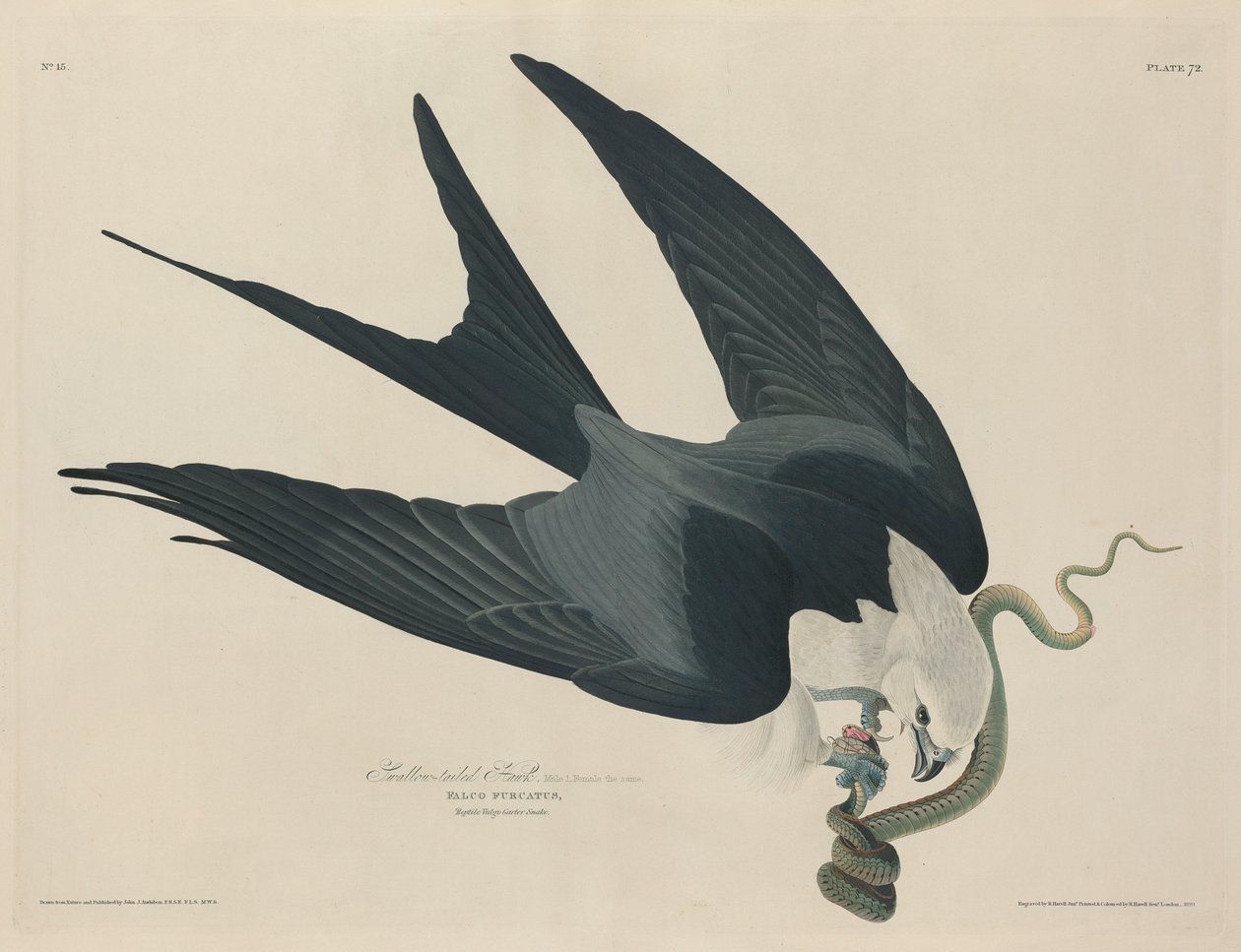 Jestřáb vlaštovčí od Robert Havell after John James Audubon