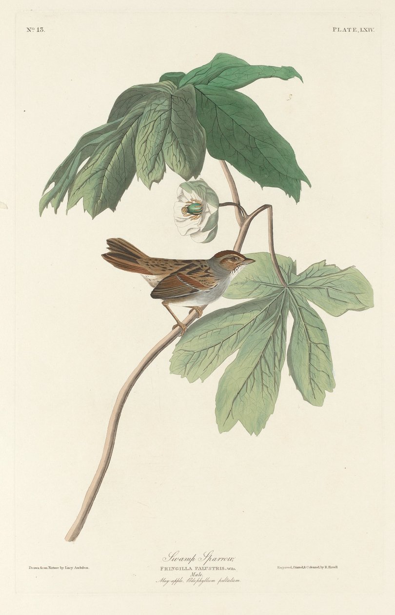 Vrabec bažinný od Robert Havell after John James Audubon