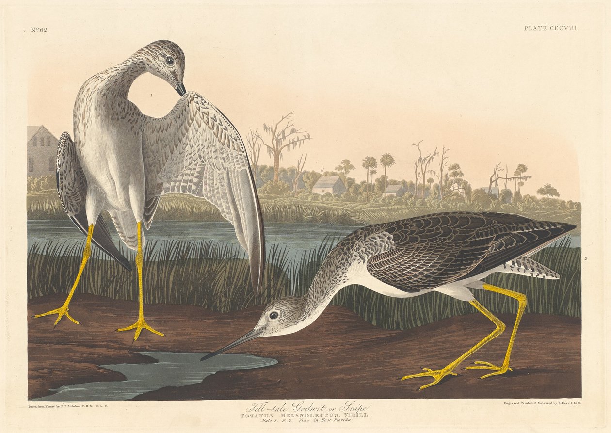 Vyprávěj Bože od Robert Havell after John James Audubon